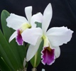 memorial orchids